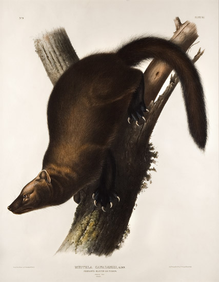 Audubon, John James (1785-1851) Pennants Marten or Fisher, Plate XLI, sans frame